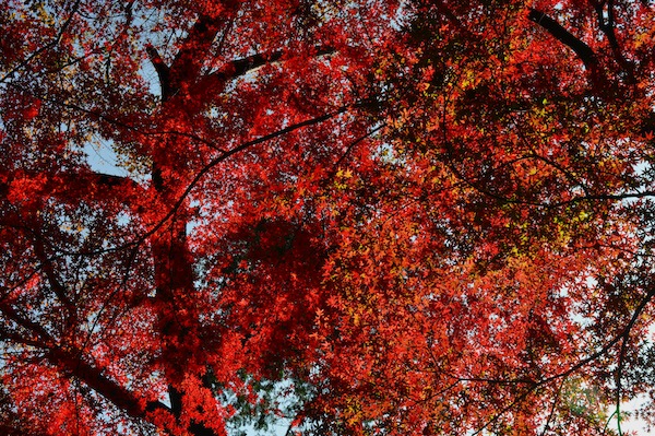 turn red_b0172633_1321761.jpg