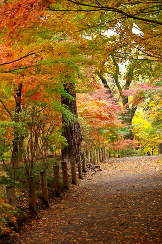 平林寺紅葉狩り　　2010-11-26_c0153534_2143547.jpg