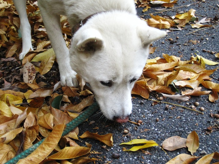 お花とかクモとか紅葉とか・・・。_e0160036_16363241.jpg