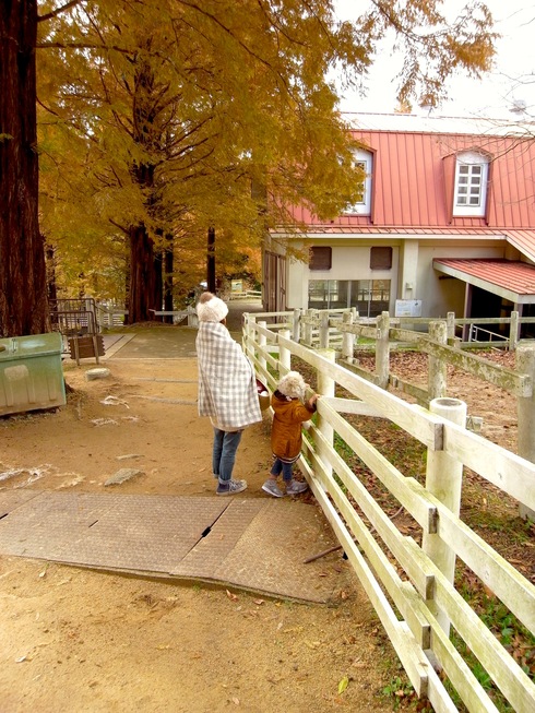 oh~牧場de紅葉♪　六甲山牧場_e0147641_0275519.jpg