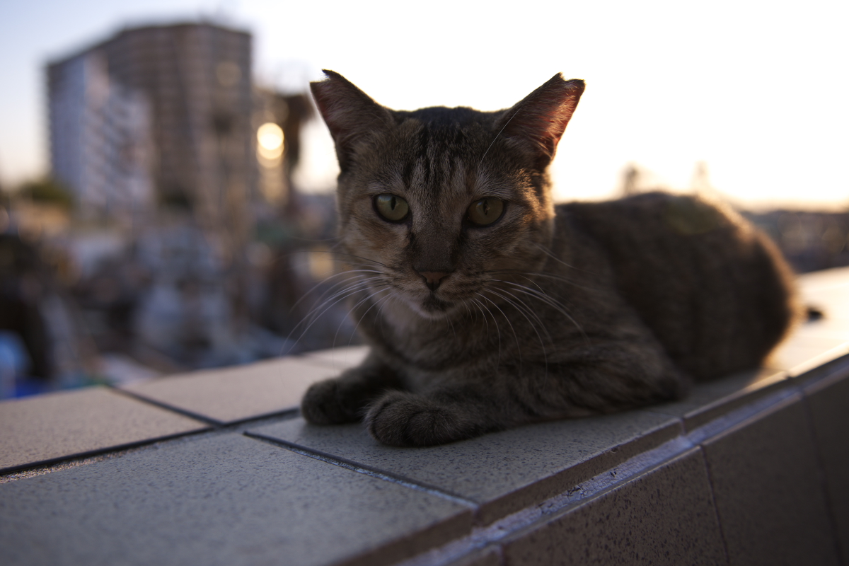 d0001745_4134520.jpg