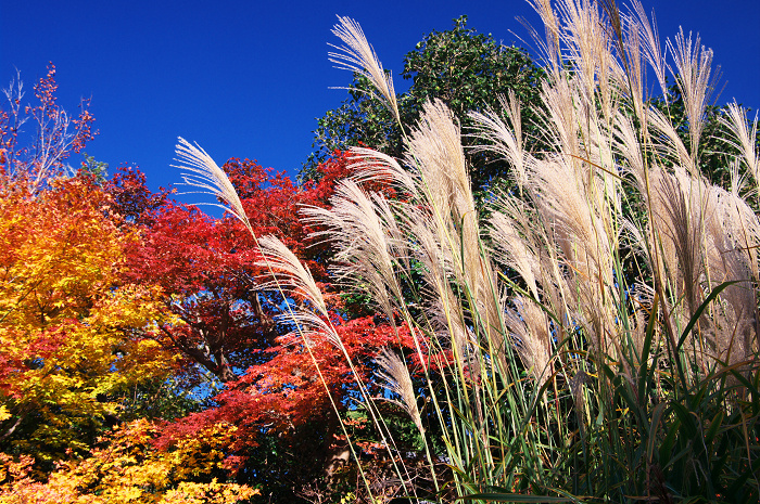 白砂と紅葉の庭（詩仙堂）_f0155048_23523310.jpg