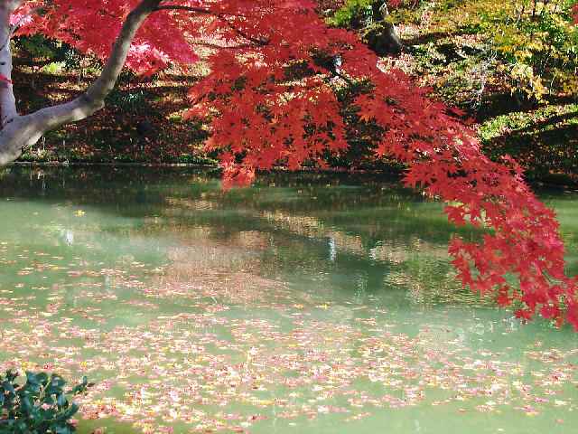 【高台寺の紅葉】_b0009849_17403338.jpg