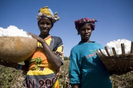 Fairtrade Foundation 綿花補助金が途上国に与える影響をレポート 海外フェアトレード情報