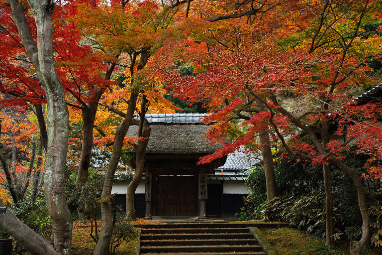 鎌倉　円覚寺（１１月２６日）_c0057265_349226.jpg