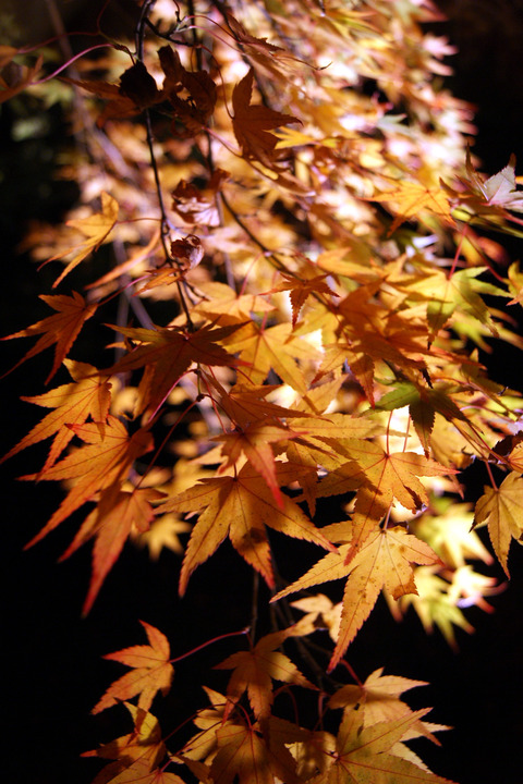京都紅葉散策。。。_c0183167_22395563.jpg