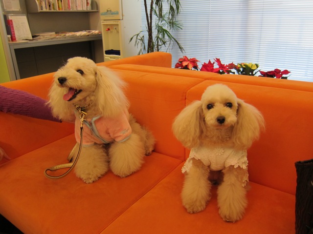 2010.11.27 そっくりさん_a0083571_18575530.jpg