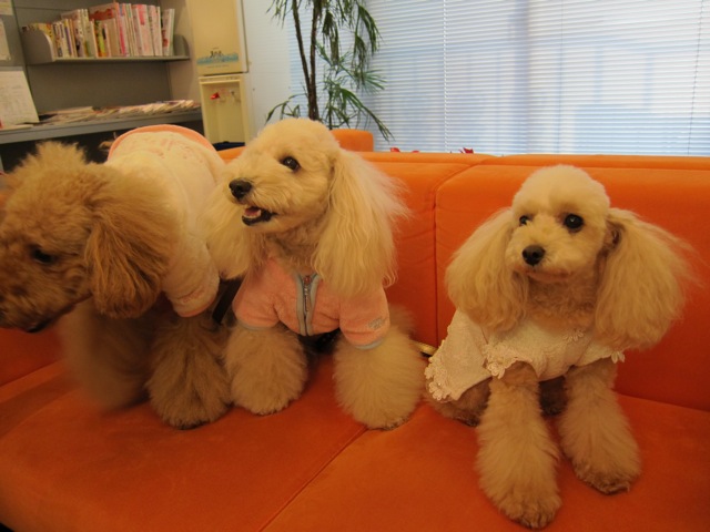 2010.11.27 そっくりさん_a0083571_1992984.jpg