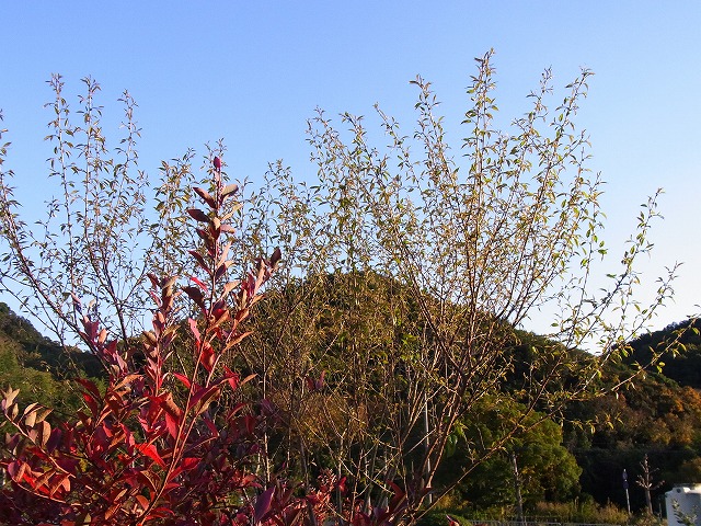 ヒマラヤ桜開花_e0181373_20193874.jpg