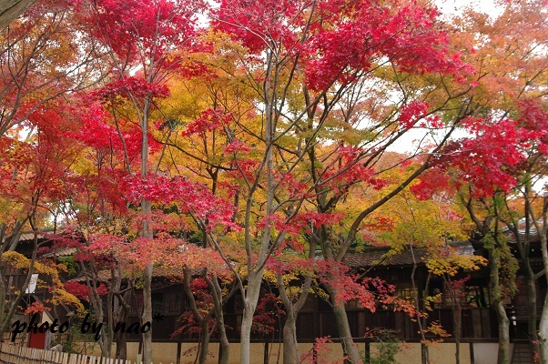 千葉　本土寺　紅葉_f0152674_17591599.jpg