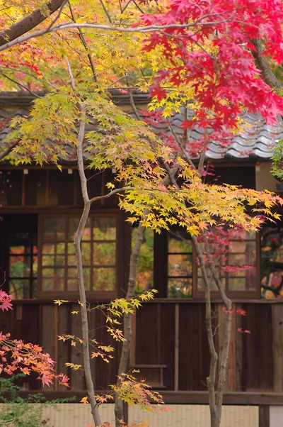 千葉　本土寺　紅葉_f0152674_1875952.jpg