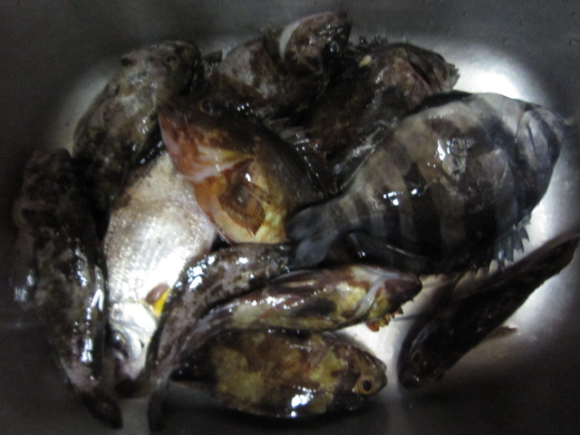 沖に見えたテトラポットに渡ってみましたｐａｒｔ２ 橅工房だより Buna工房だより