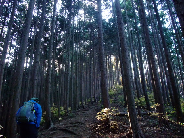 二度目の大塚山から鳩ノ巣歩き♪　その②_a0043982_21234910.jpg