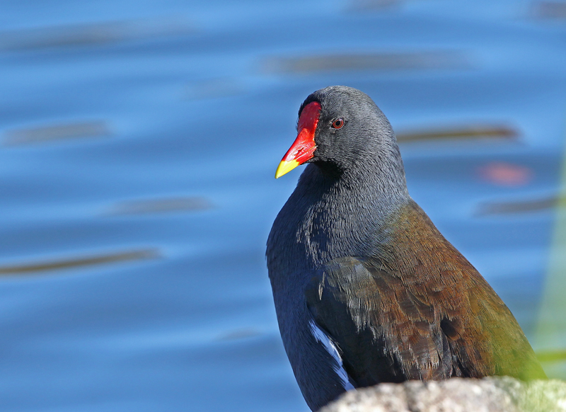 みなもで寛ぐ水鳥たち＞ルビ色の瞳☆_d0195897_1824725.jpg