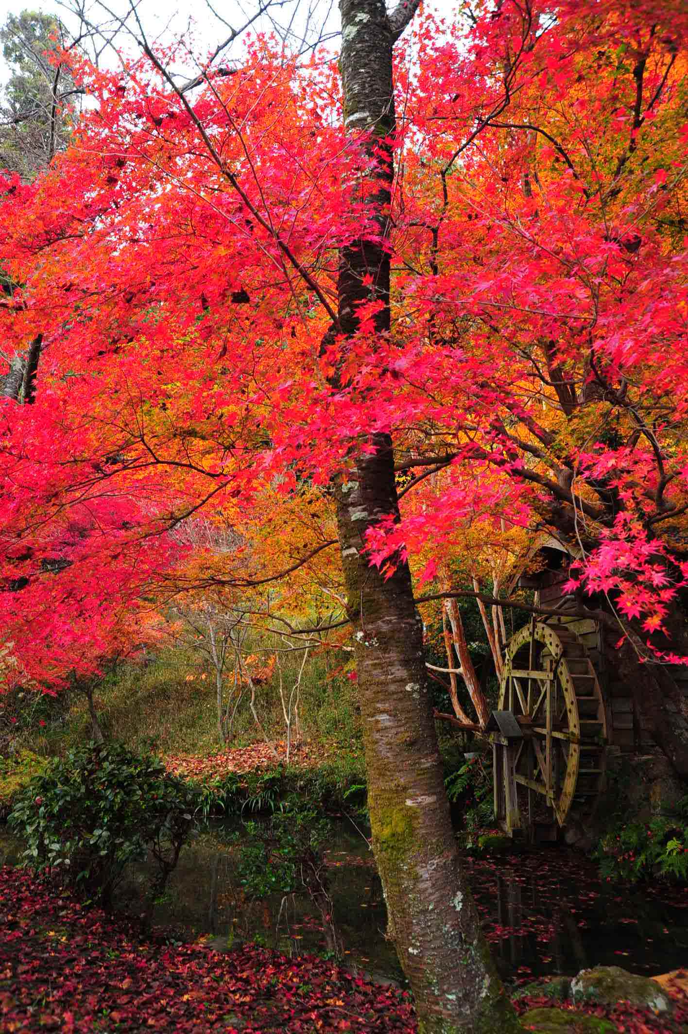 紅葉撮影2010・三宅八幡宮_d0182403_110322.jpg