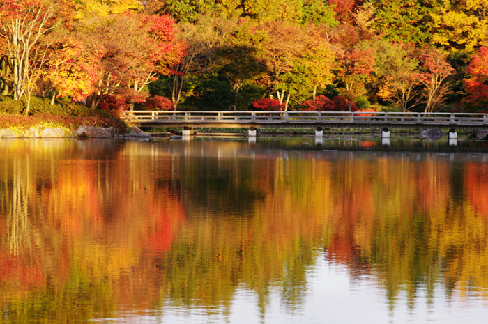 昭和記念公園 紅葉 7 日本庭園 生きる 撮る 昭和記念公園 紅葉 7 日本庭園 生きる 撮る