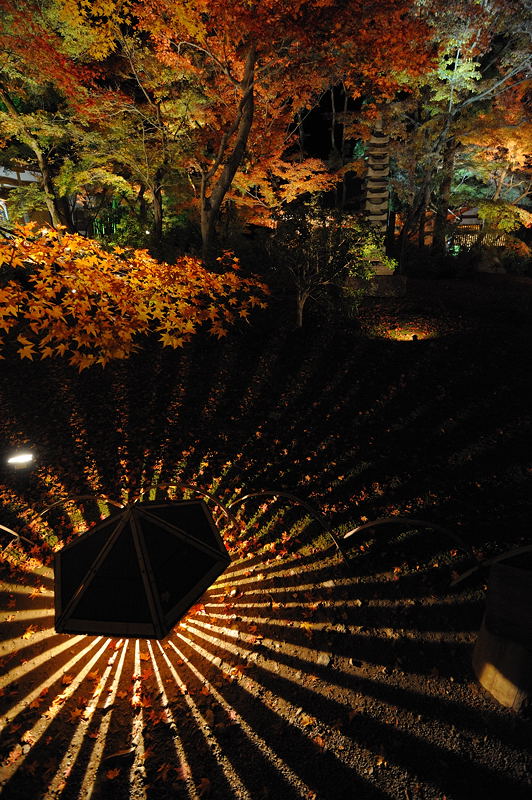 2010京都の紅葉 宝厳院ライトアップ_f0032011_18501769.jpg