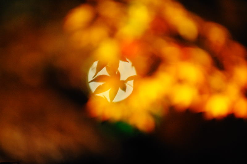 2010京都の紅葉 宝厳院ライトアップ_f0032011_18503341.jpg