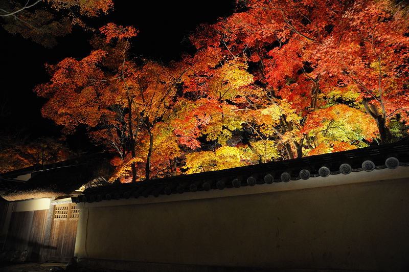 2010京都の紅葉 宝厳院ライトアップ_f0032011_1850668.jpg