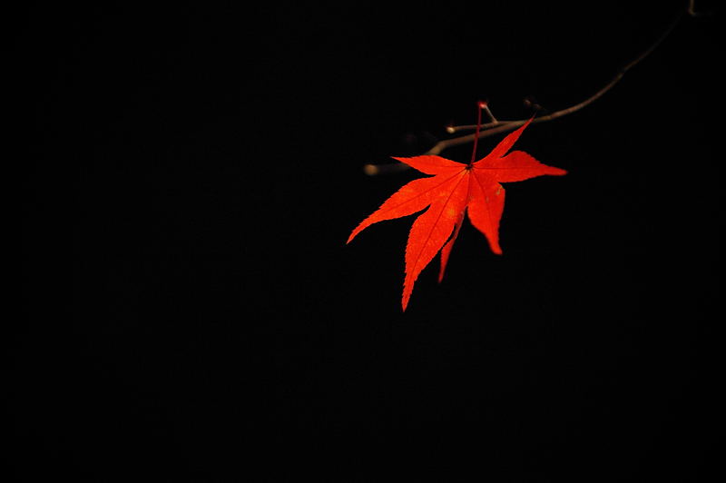 2010京都の紅葉 宝厳院ライトアップ_f0032011_18511744.jpg