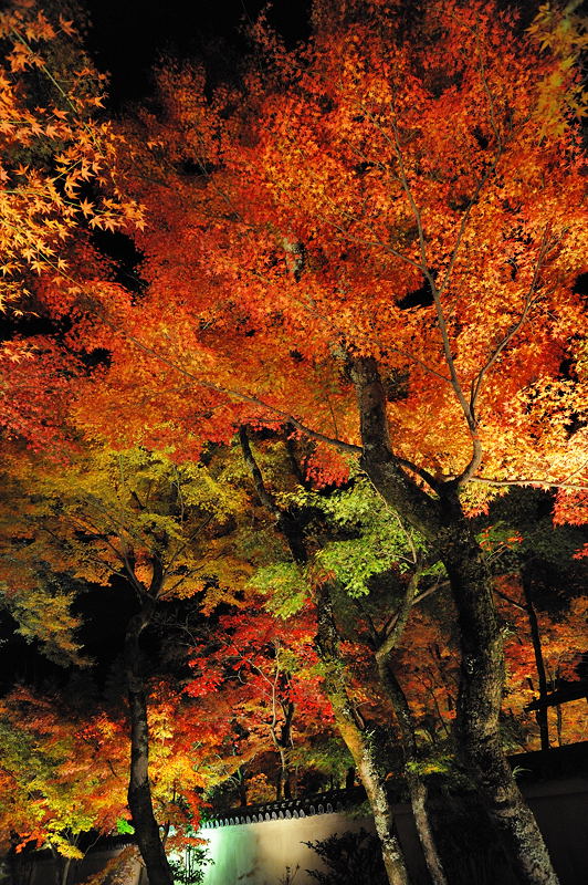 2010京都の紅葉 宝厳院ライトアップ_f0032011_18513272.jpg