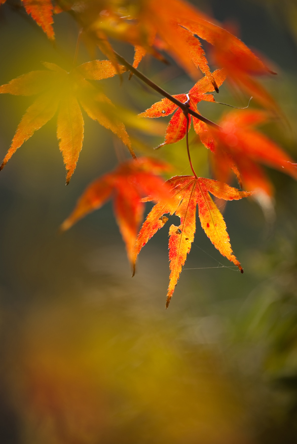 COLORS_c0195620_21384794.jpg