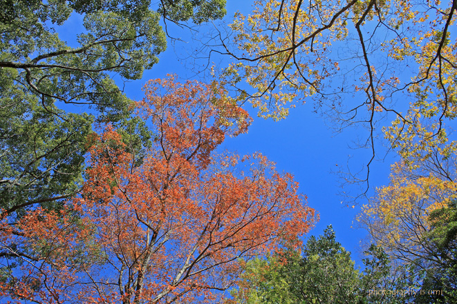 e0083238_21275395.jpg