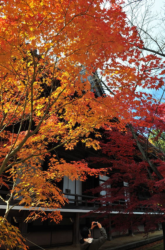 長岡京「光明寺紅葉－２」_d0148541_2041917.jpg