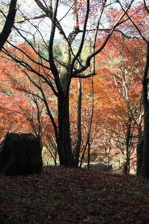 滝の谷不動峡もみじ_f0082141_23143373.jpg