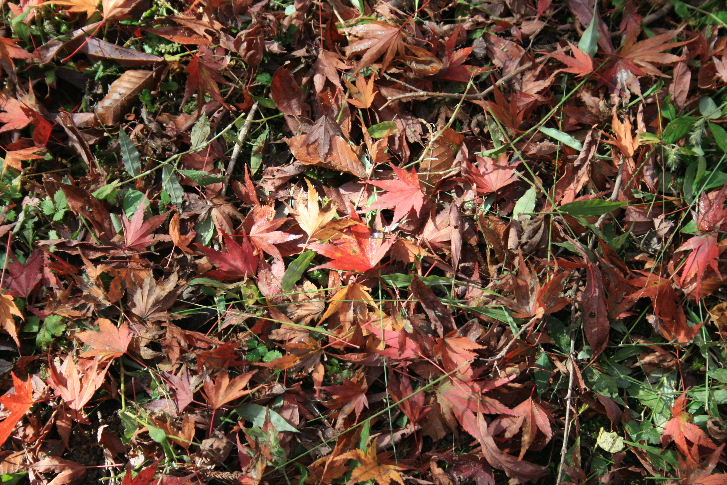 滝の谷不動峡もみじ_f0082141_23154461.jpg