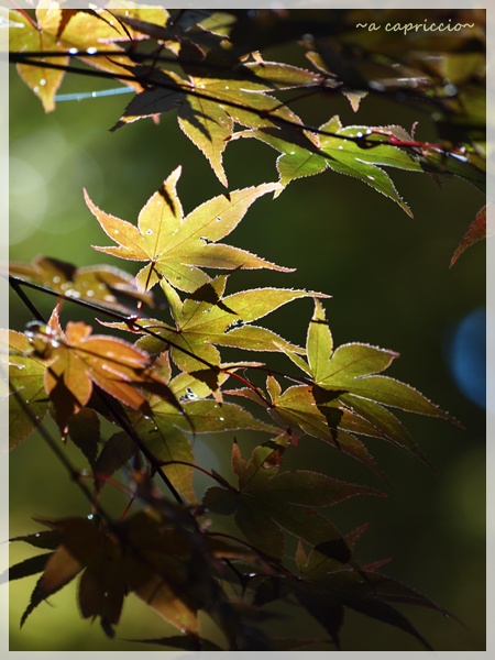 これも紅葉の写真です・・・_e0156744_18531186.jpg