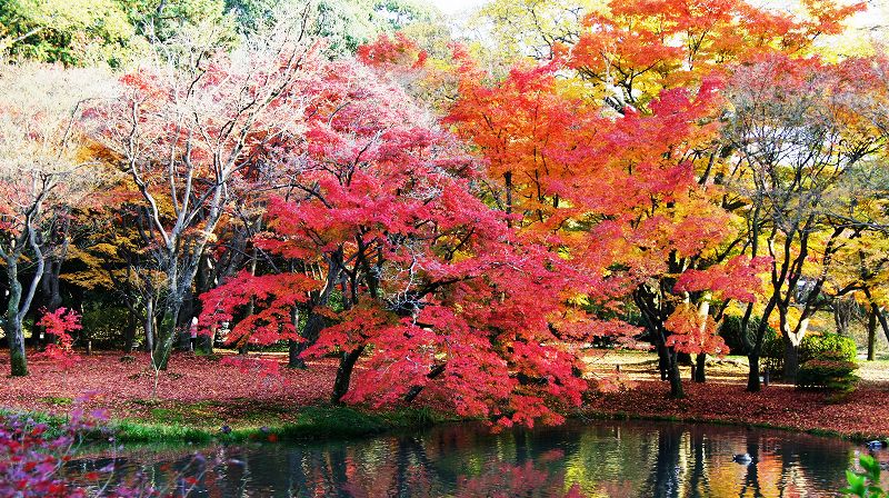 錦秋の都路２０１０ （上賀茂 京都府立植物園の紅葉 －その１－ ） (2010年11月28日)_c0119555_2332325.jpg