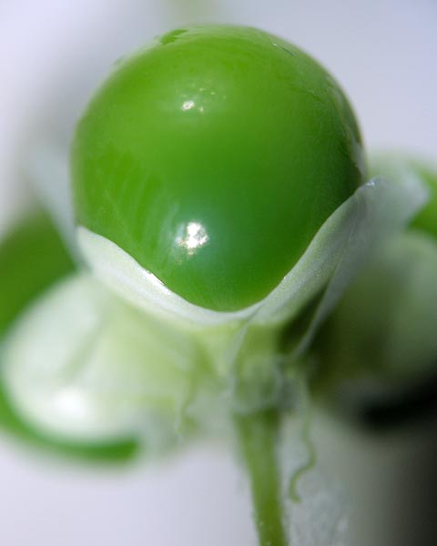 e0035757_22154848.jpg