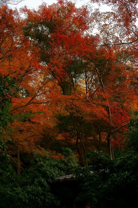 紅葉-2（瑠璃光院）_c0101558_20233364.jpg