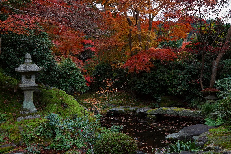 紅葉-2（瑠璃光院）_c0101558_20275314.jpg