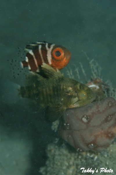 e0158261_148254.jpg