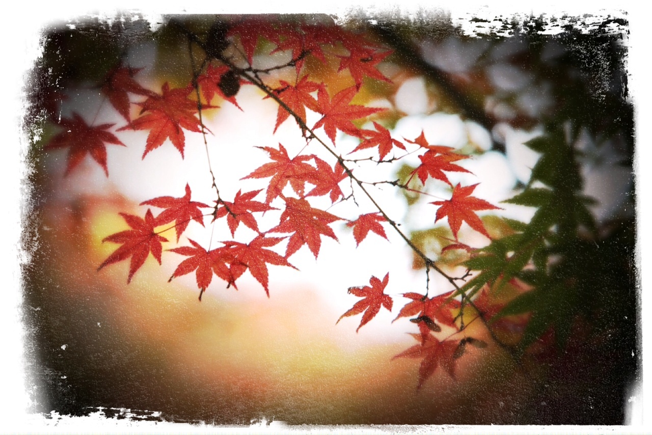 紅葉②_d0110465_9122311.jpg