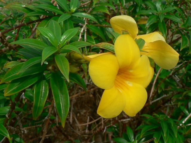 小葉の有明葛 コバノアリアケカズラ 新 四季の花 小葉の有明葛 コバノアリアケカズラ 新 四季の花