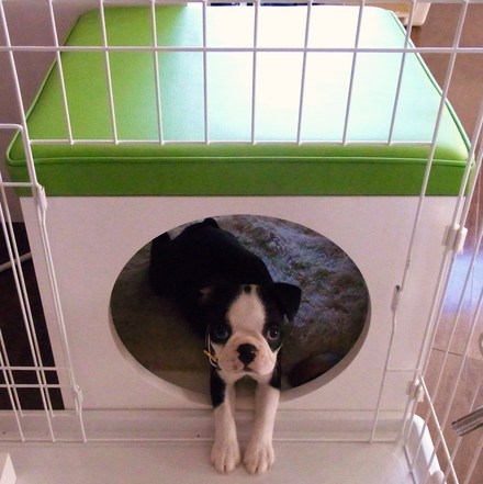 Dog in Cube_d0197969_96383.jpg