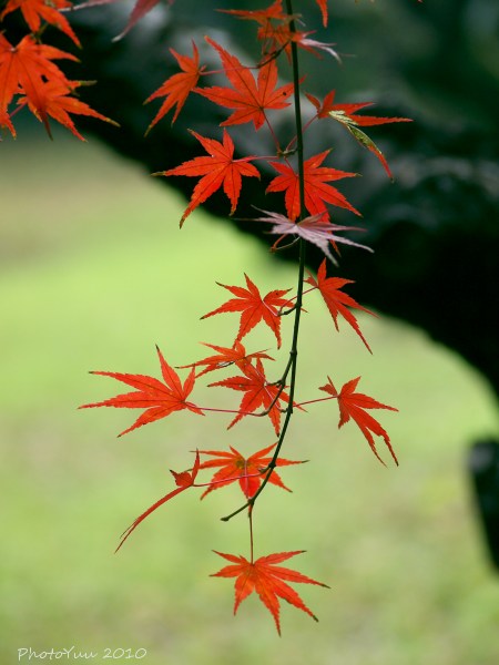 平林寺の紅葉_b0078874_12101635.jpg