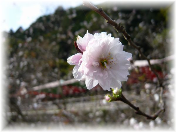 冬の桜 と 紅葉まつり ♪_d0175974_14474918.jpg