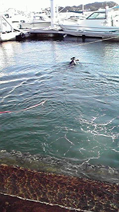 海ではしゃいだり、湖で泳いだり。（南紀白浜編）_e0165577_11132072.jpg