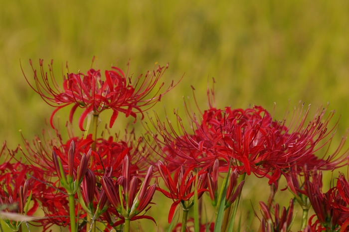 Trek君で巡る曼珠沙華紀行_c0135381_21213275.jpg