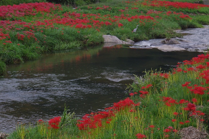 Trek君で巡る曼珠沙華紀行_c0135381_2122591.jpg