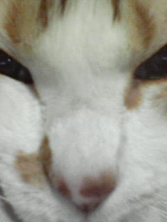c0180581_22134483.jpg