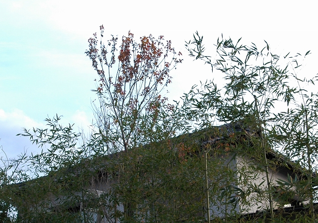 c0212083_17245982.jpg
