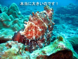 太陽が眩しいよ!今年も○○○狙いますよ!_f0144385_0224054.jpg