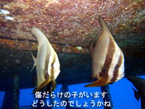 太陽が眩しいよ!今年も○○○狙いますよ!_f0144385_0232426.jpg