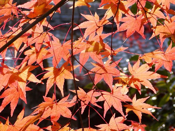 嵯峨野紅葉めぐり_c0057390_23235897.jpg