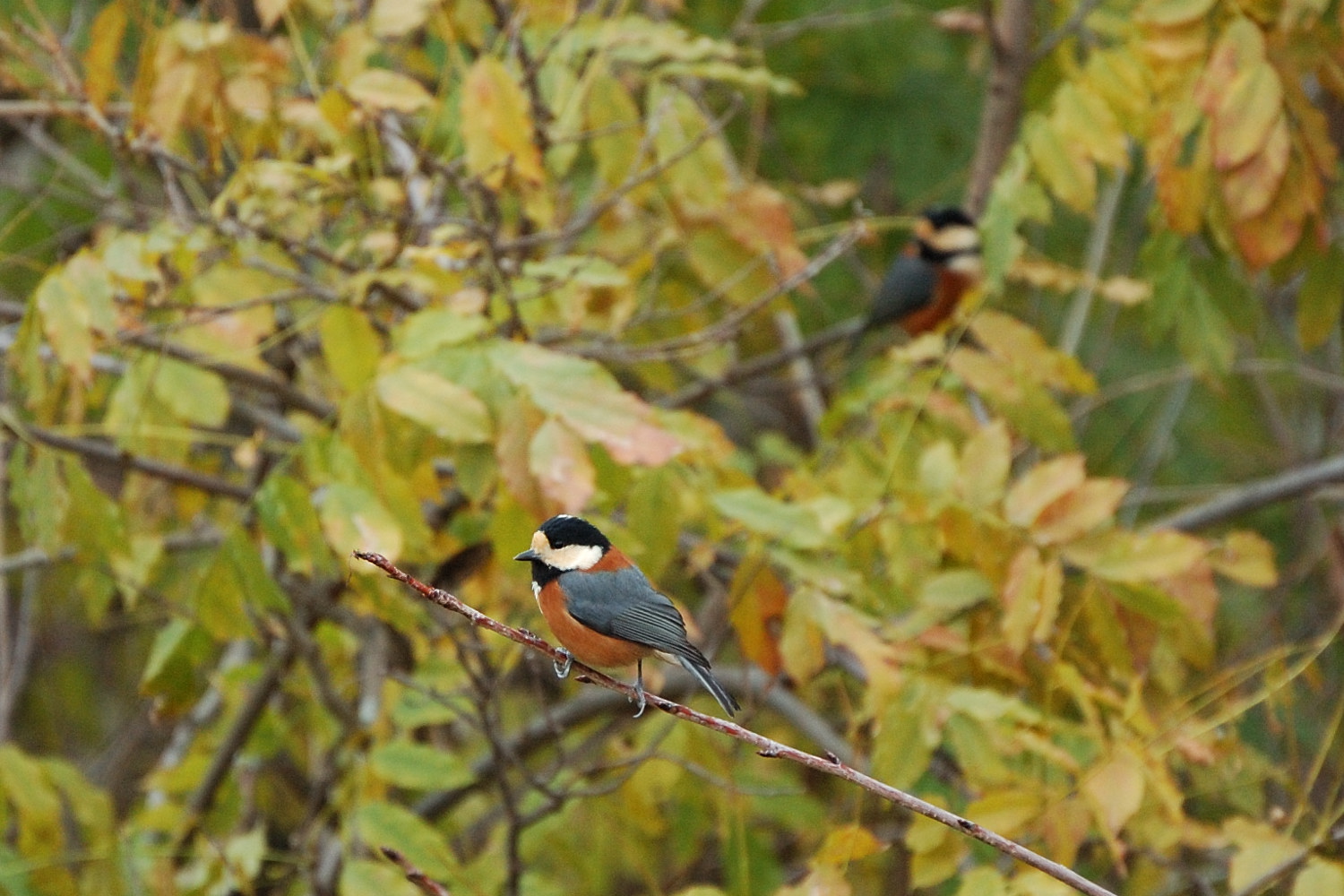 公園　紅葉＆鳥見_a0143491_19381244.jpg